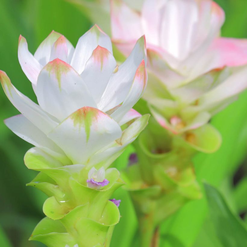 Curcuma alismatifolia White - Tulipán de Siam (Floración)