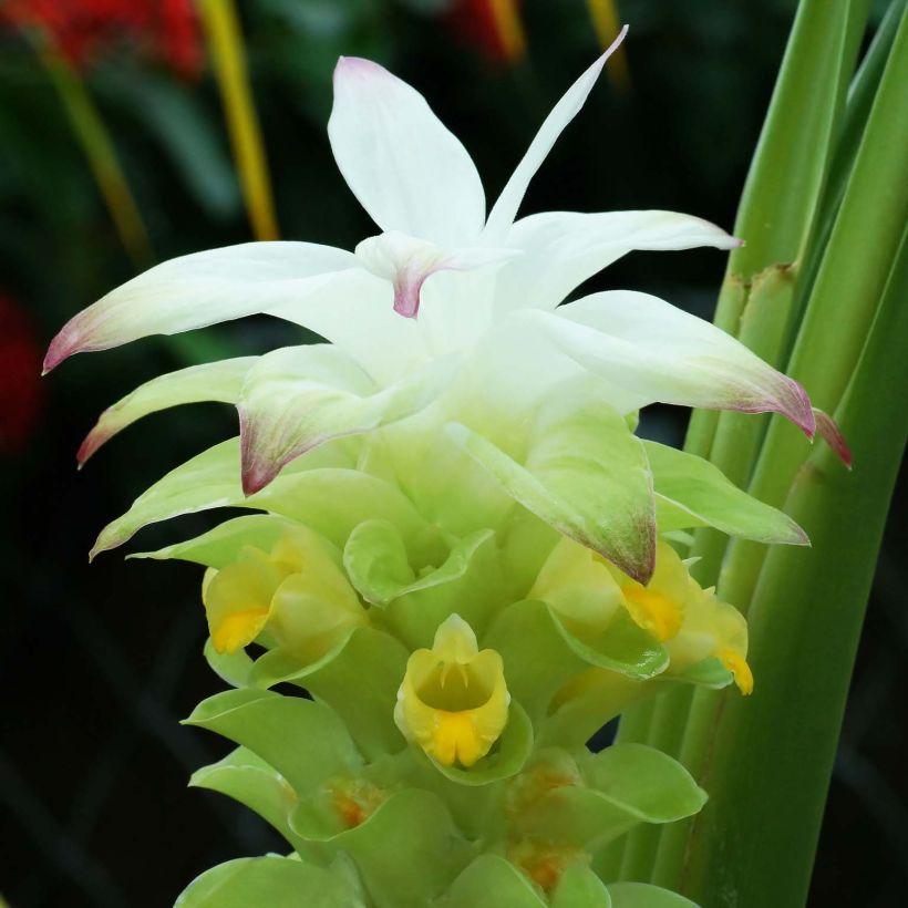 Cúrcuma - Curcuma longa (Floración)