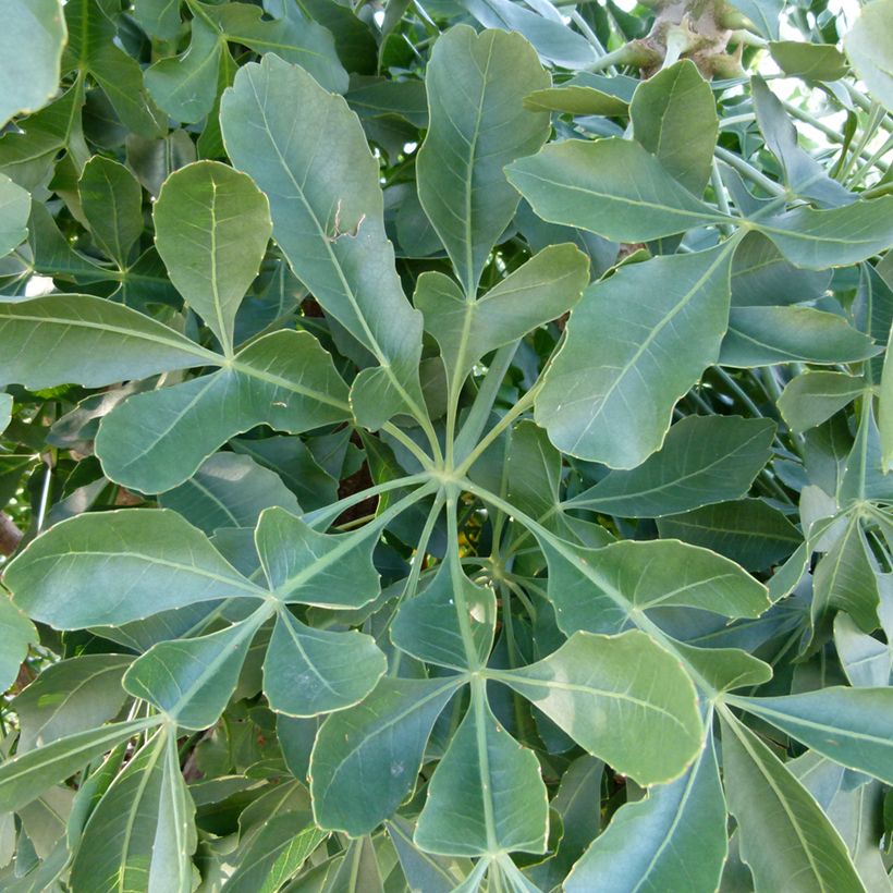 Cussonia spicata (Follaje)