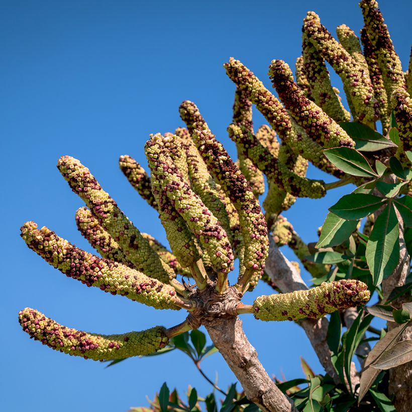 Cussonia spicata (Cosecha)