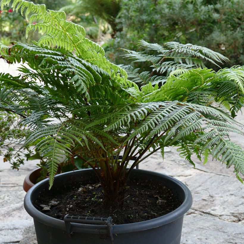 Cyathea australis - Helecho arbóreo rugoso (Porte)