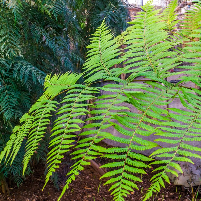 Cyathea australis - Helecho arbóreo rugoso (Follaje)