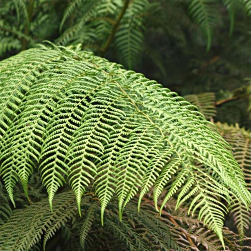 Cyathea cooperi - Helecho arborescente de encaje (Follaje)