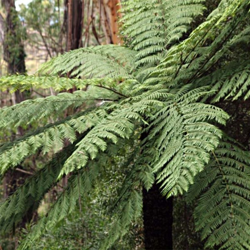 Cyathea cooperi - Helecho arborescente de encaje (Porte)