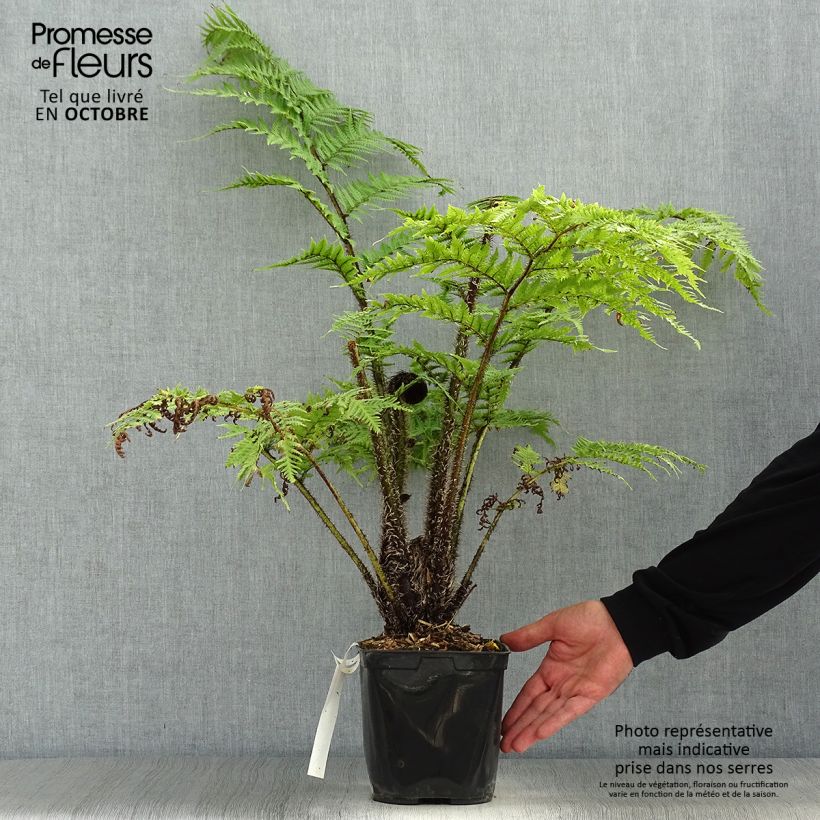 Ejemplar de Cyathea cooperi - Fougère arborescente Pot de 2L/3L entregado en otoño