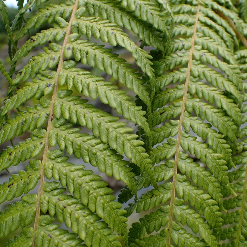 Cyathea medullaris - árbol helecho negro (Follaje)