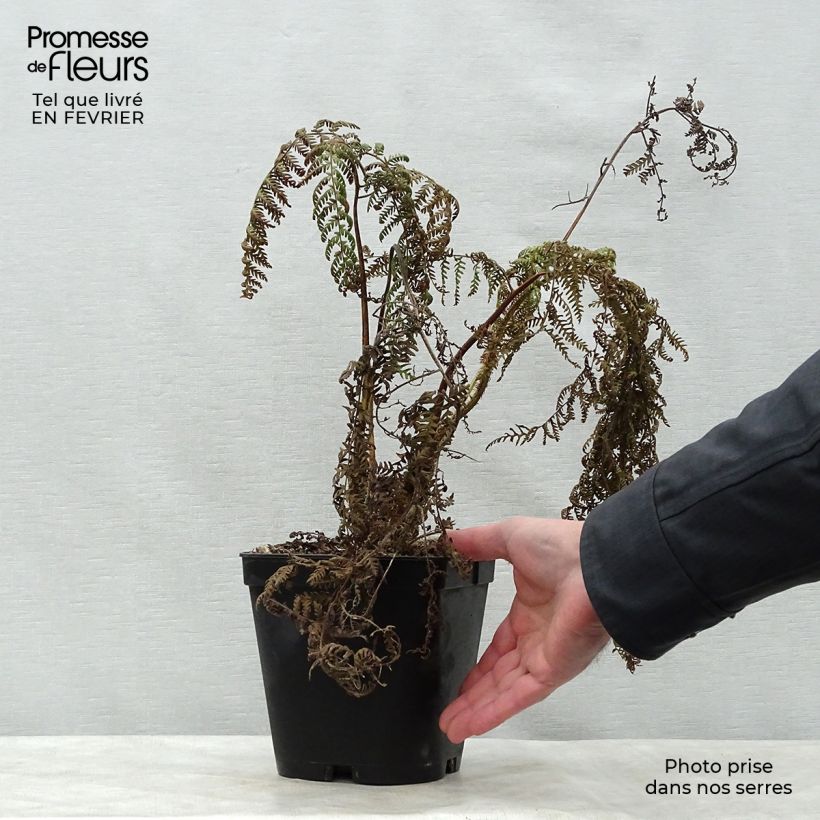 Cyathea medullaris - Fougère arborescente Pot de 2L/3L Ejemplar entregado en invierno