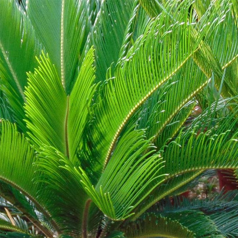 Cycas revoluta - Sagú (Follaje)