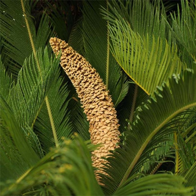 Cycas revoluta - Sagú (Floración)