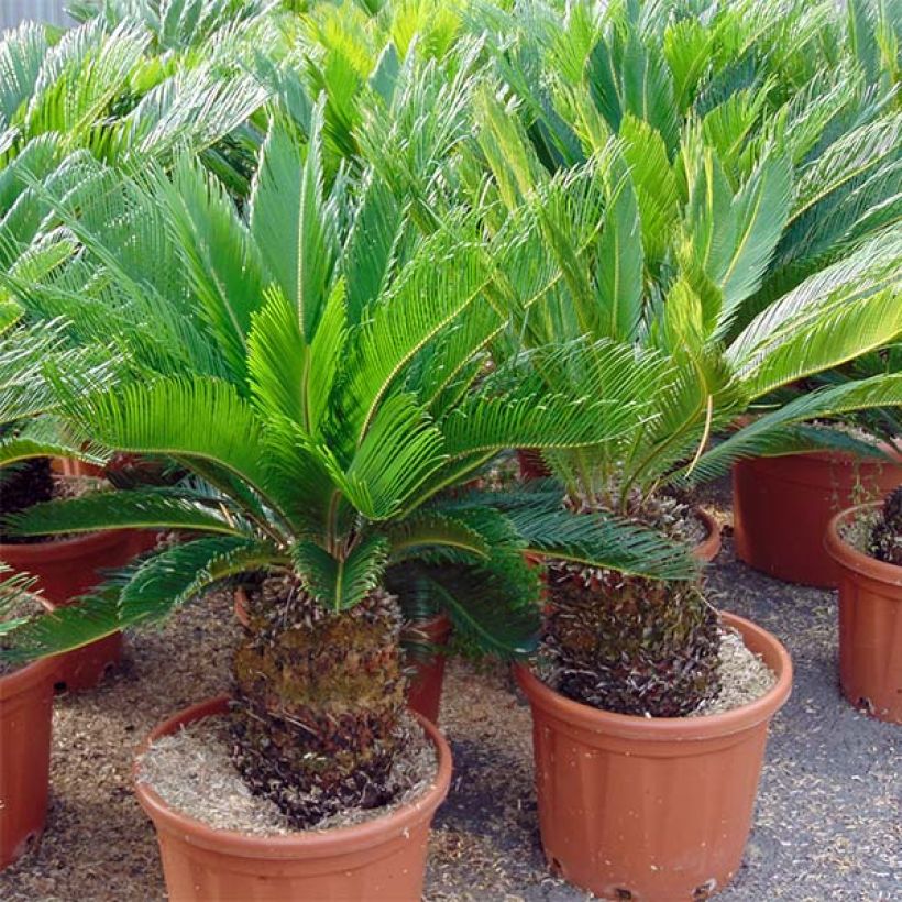 Cycas revoluta - Sagú (Porte)