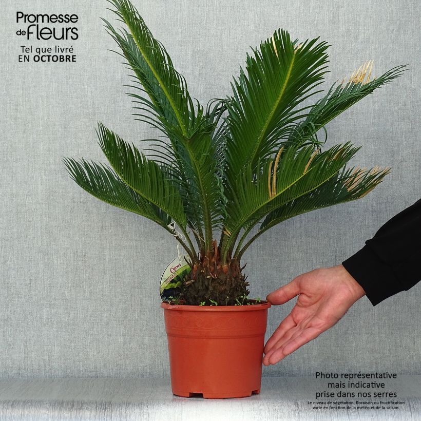 Ejemplar de Cycas revoluta - Cycas du Japon pot de 3L/4L entregado en otoño