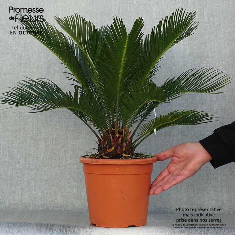 Ejemplar de Cycas revoluta - Cycas du Japon pot de 6L entregado en otoño