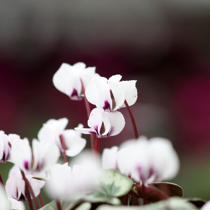 Cyclamen coum White Christmas Tree (Floración)