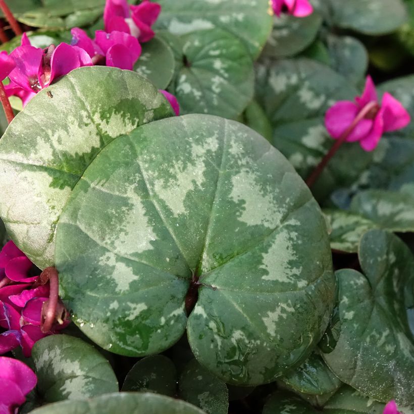 Cyclamen coum Meaden's Crimson feuillage marbré (Follaje)