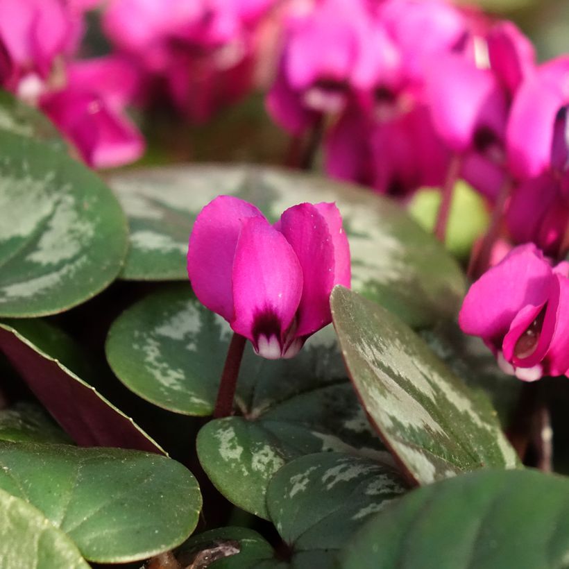 Cyclamen coum Meaden's Crimson feuillage marbré (Floración)