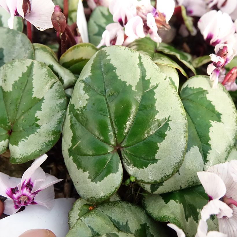 Cyclamen coum Porcelain (Follaje)