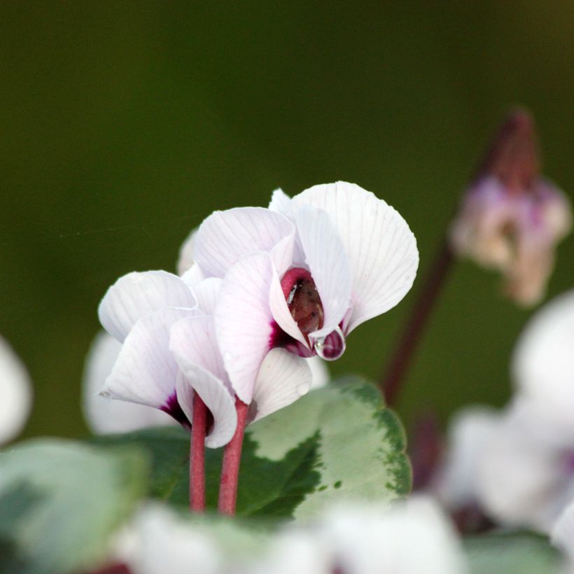 Cyclamen coum Porcelain (Floración)