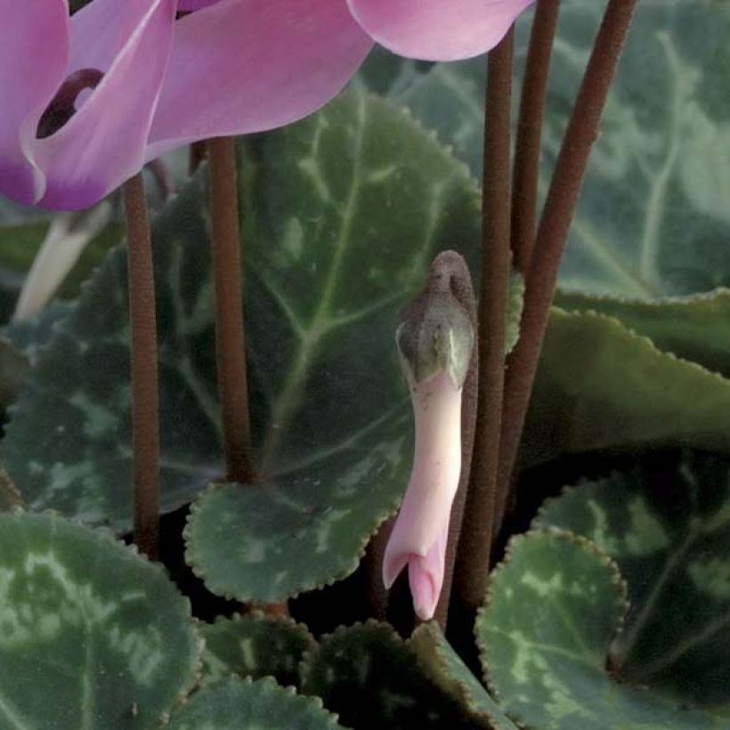 Cyclamen coum Rosa (tubérculo) (Follaje)