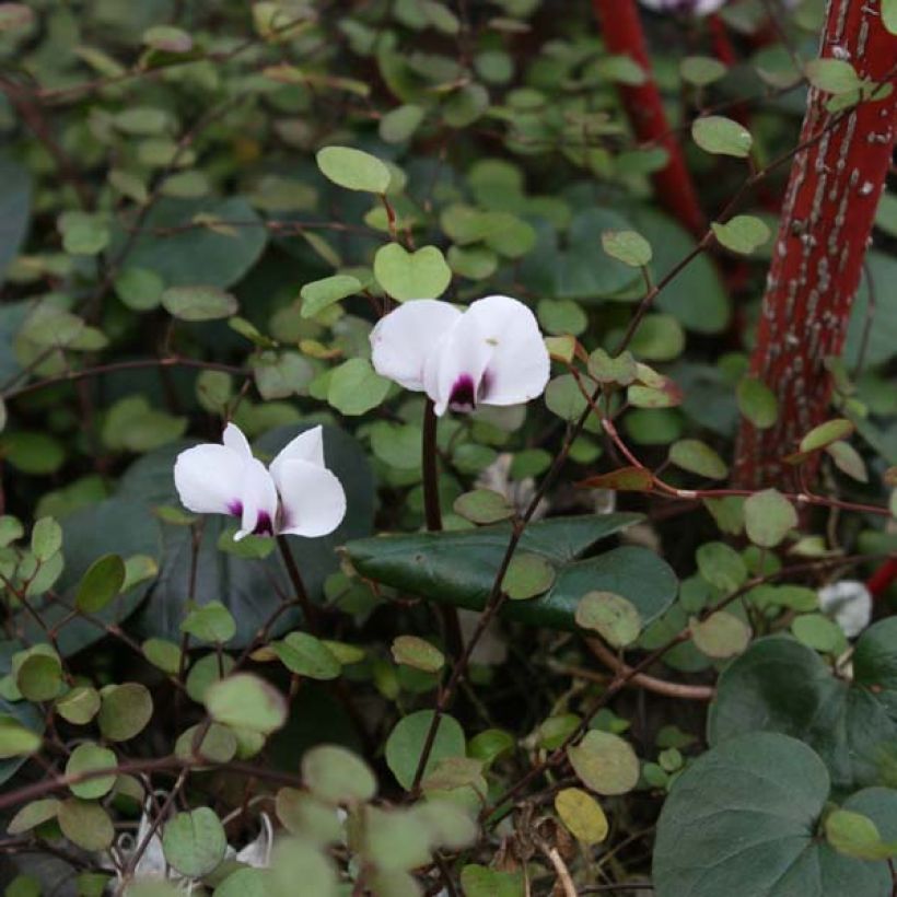 Cyclamen coum Album (tubérculo) (Porte)