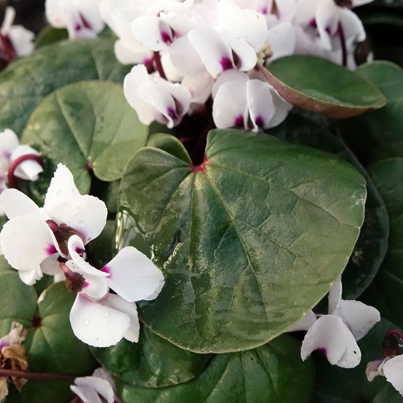 Cyclamen coum White Green (Follaje)