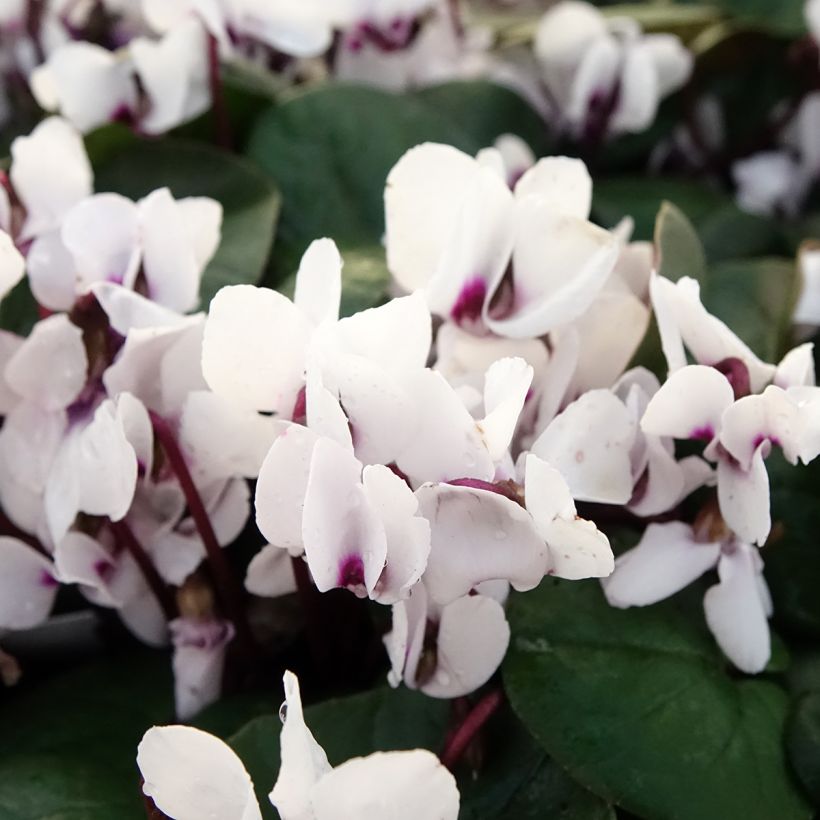 Cyclamen coum White Green (Floración)