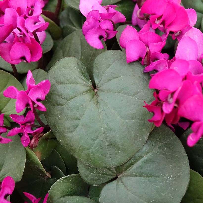 Cyclamen coum Fuschia feuillage vert (Follaje)