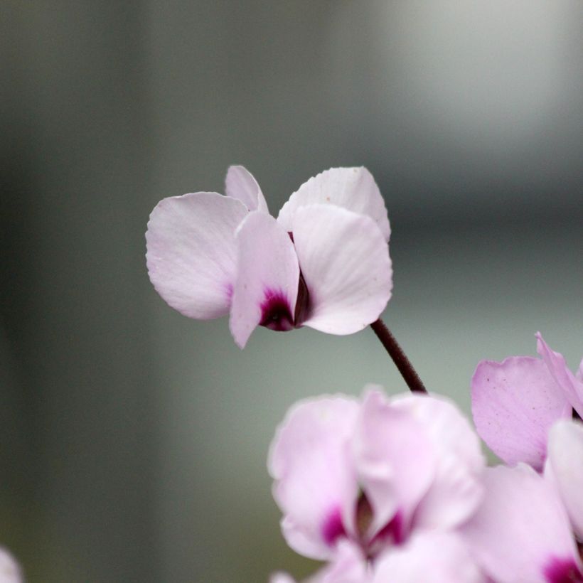 Cyclamen coum Pink Marbel (Floración)