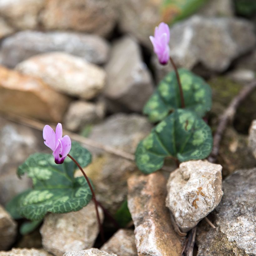 Cyclamen cilicium (Porte)