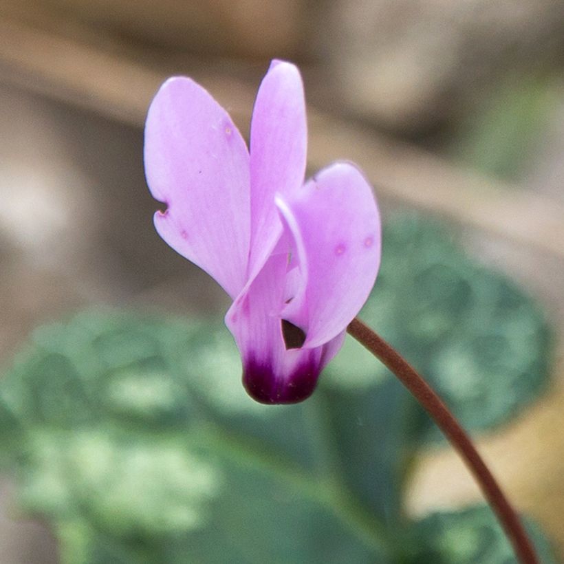 Cyclamen cilicium (Floración)