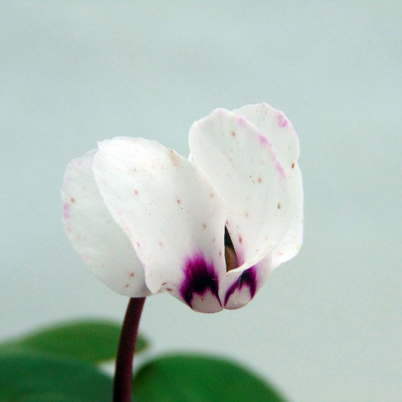 Cyclamen coum Album (Floración)