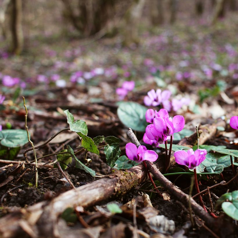 Cyclamen coum Rosa (Porte)