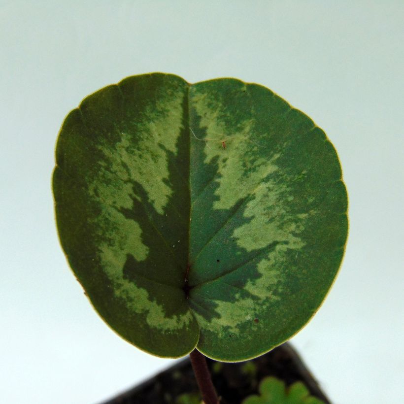 Cyclamen coum Rosa (Follaje)