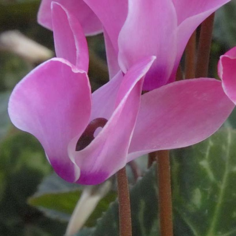 Cyclamen coum Rosa (tubérculo) (Floración)