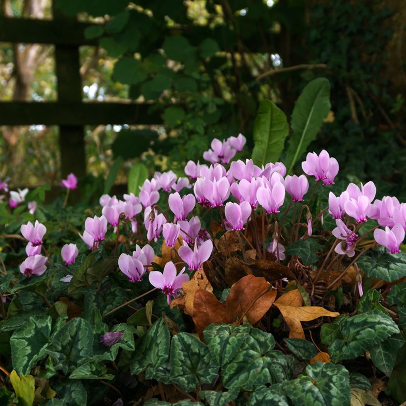 Cyclamen hederifolium (Porte)