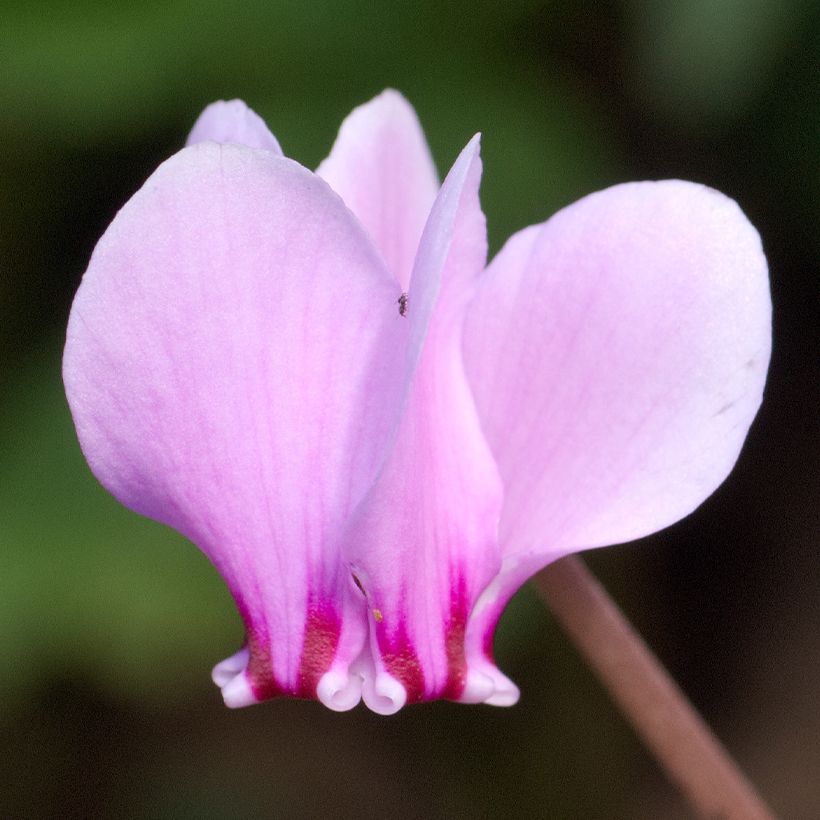 Cyclamen hederifolium (Floración)