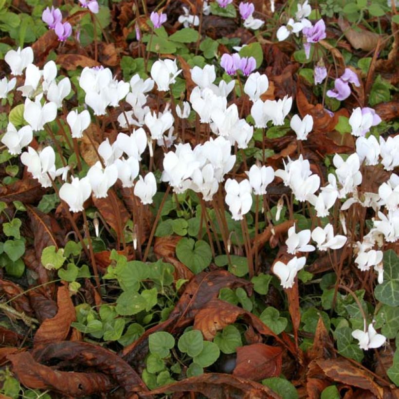 Cyclamen hederifolium Album (Porte)