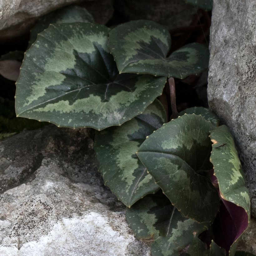 Cyclamen pseudibericum (Follaje)