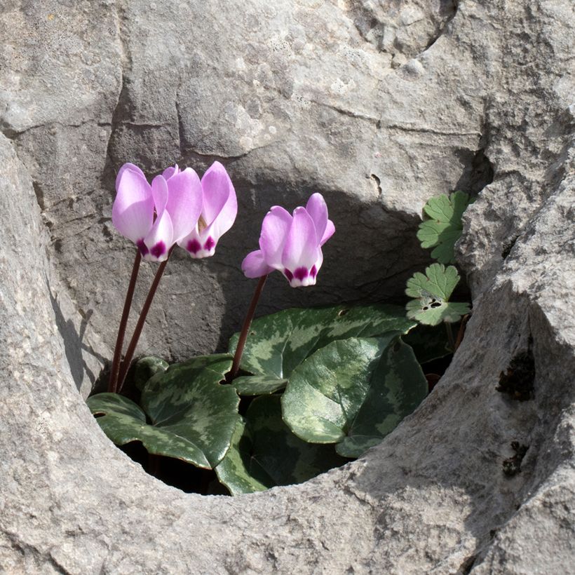 Cyclamen pseudibericum (Porte)