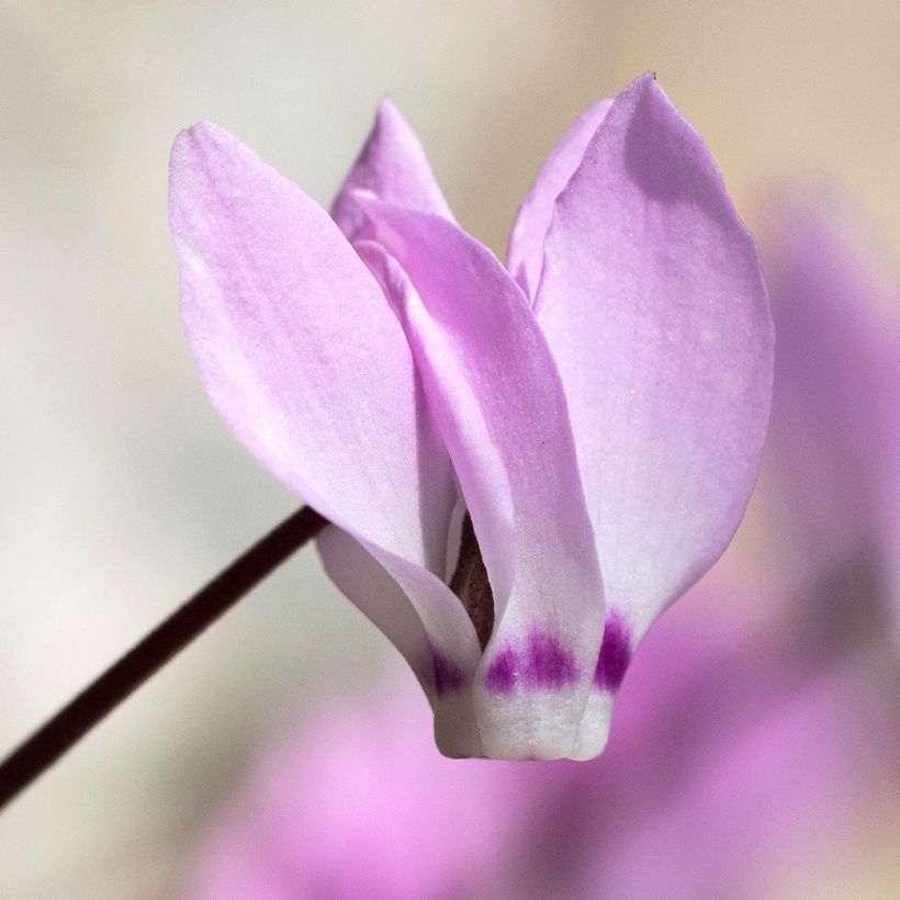 Cyclamen pseudibericum (Floración)