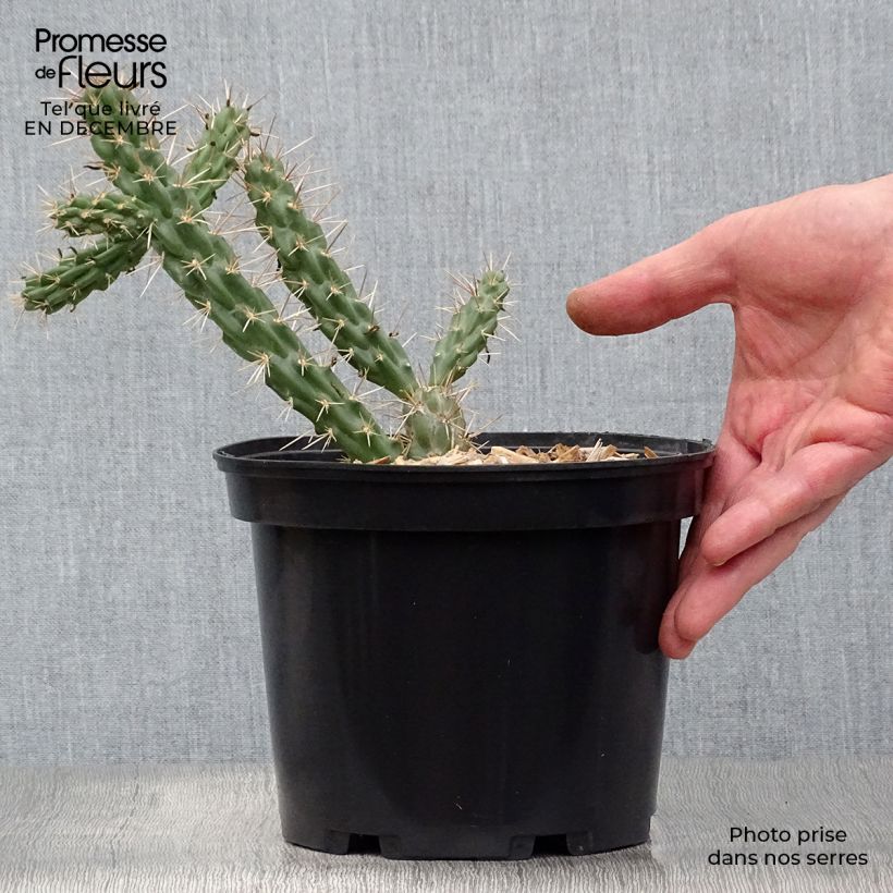 Cylindropuntia imbricata - Cactus rustique. Pot de 4L/5L Ejemplar entregado en invierno