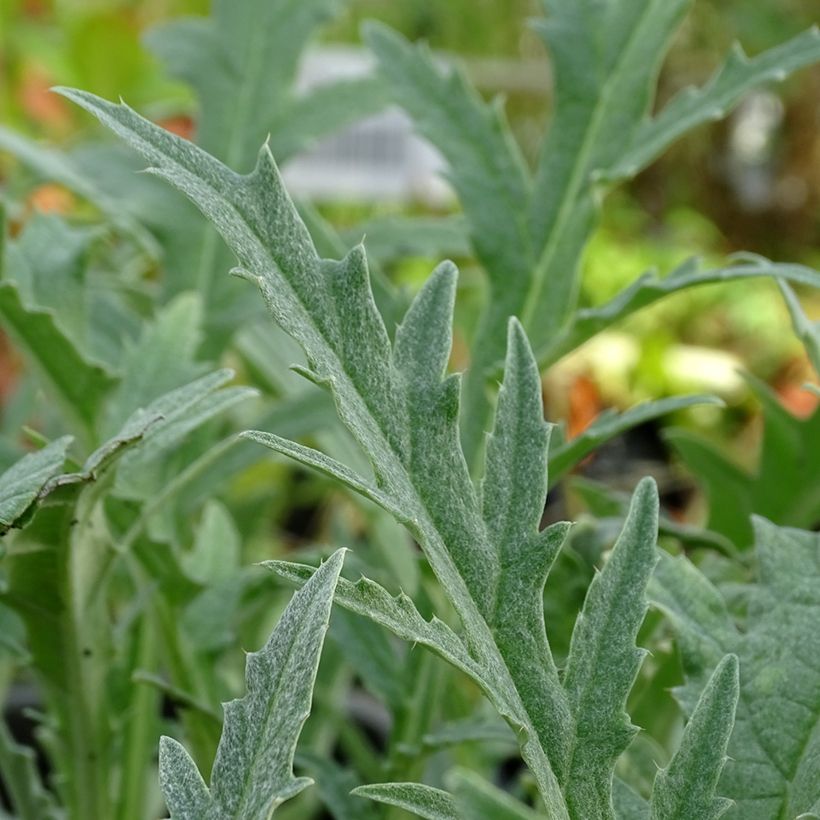 Alcachofa Gros Vert de Laon (Follaje)