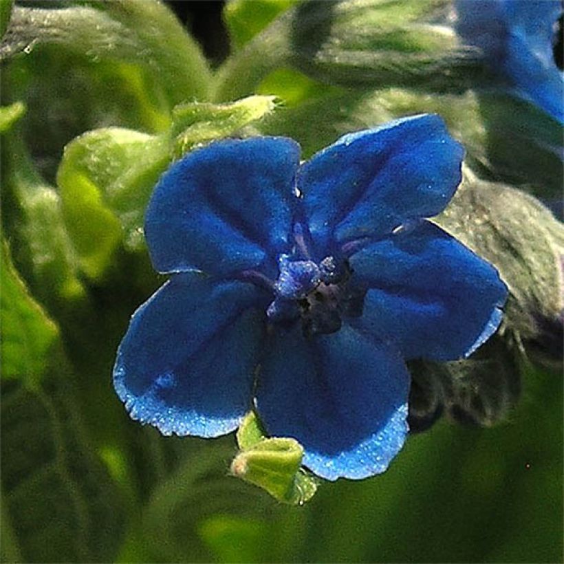 Cynoglossum nervosum - Lengua de perro (Floración)