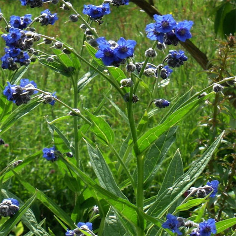 Cynoglossum nervosum - Lengua de perro (Porte)