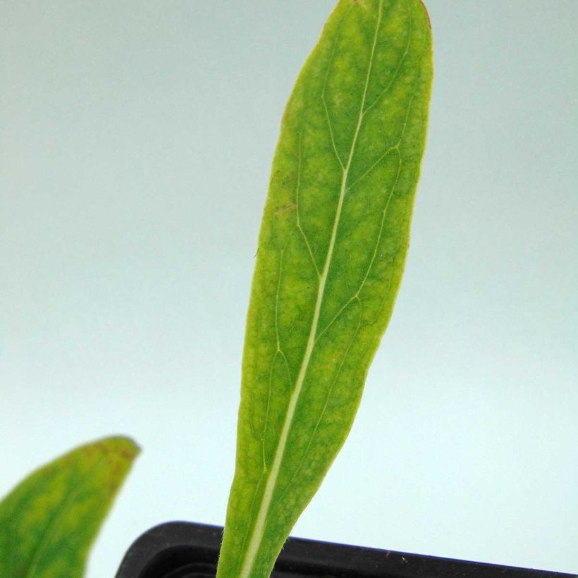 Cynoglossum nervosum - Lengua de perro (Follaje)