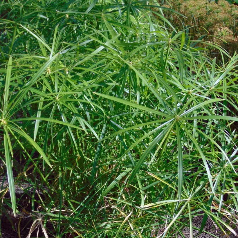 Cyperus alternifolius - Paragüitas (Follaje)