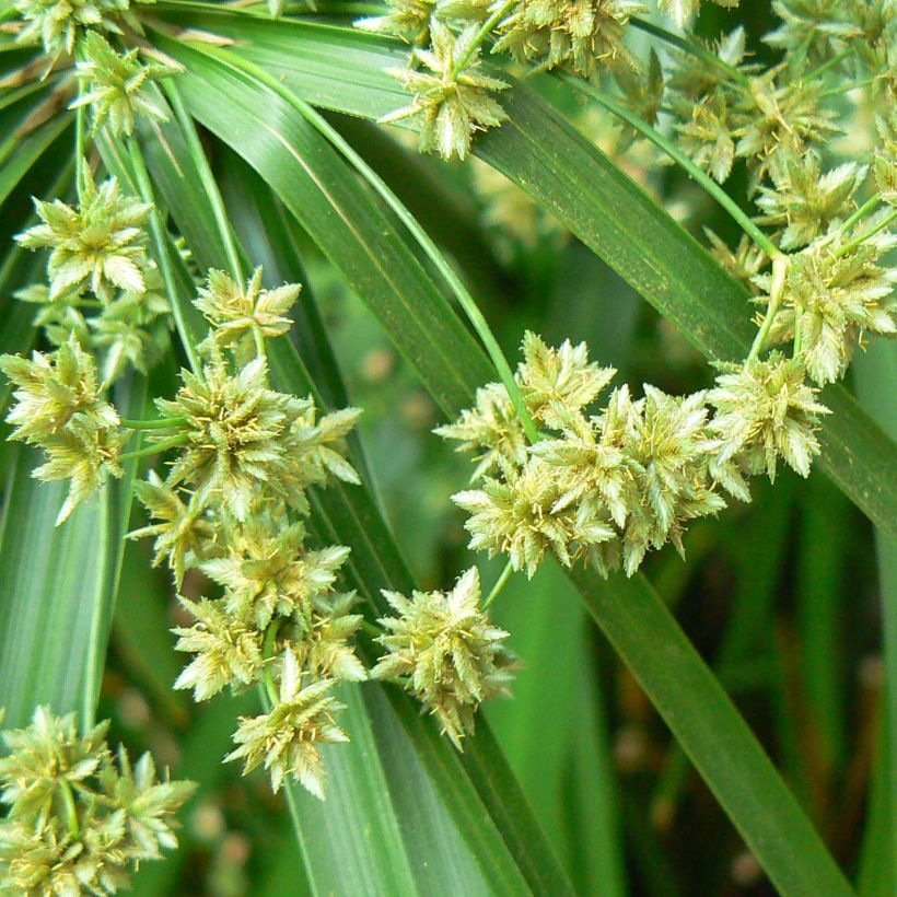 Cyperus alternifolius - Paragüitas (Floración)