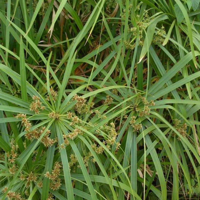 Cyperus involucratus - Paragüita (Follaje)