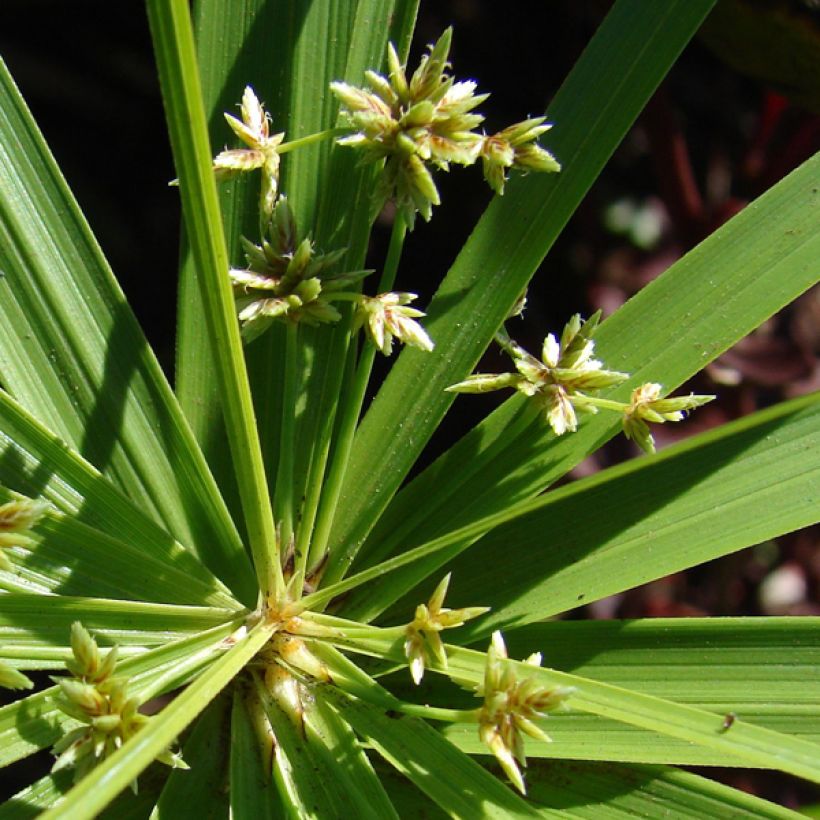 Cyperus involucratus - Paragüita (Floración)