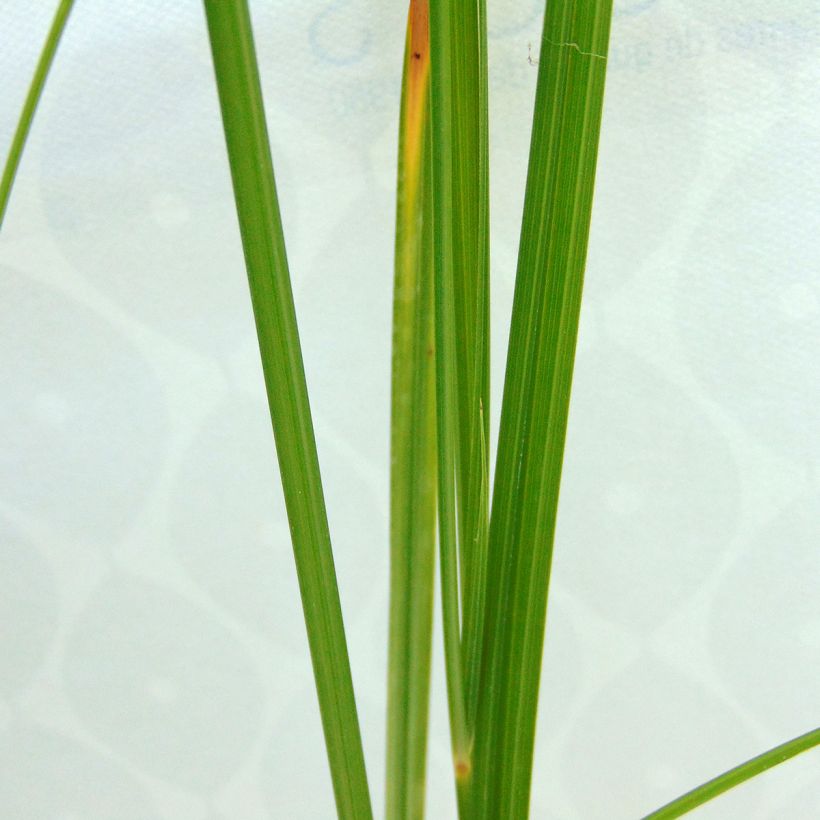 Cyperus longus - Juncia loca (Follaje)