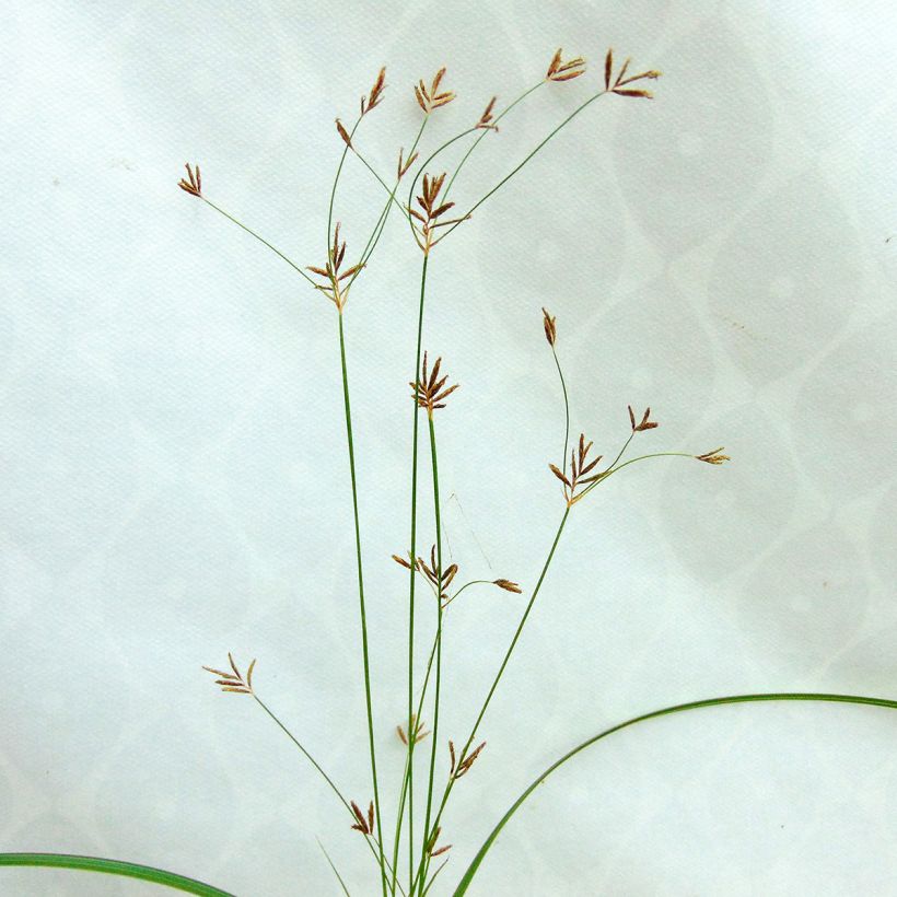 Cyperus longus - Juncia loca (Floración)